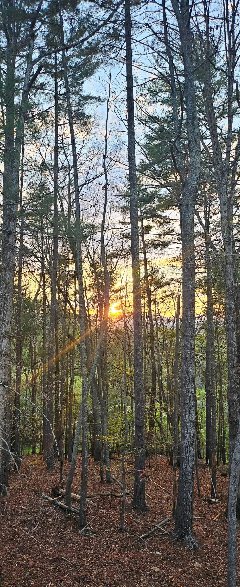 Sunset glowing through the trees from the balcony